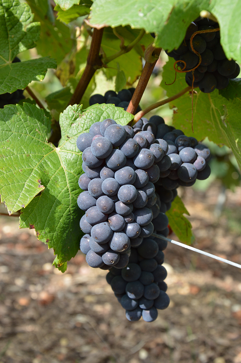 pinot-meunier.jpg