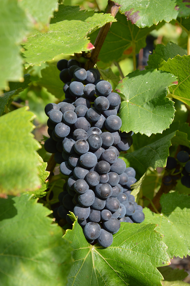 pinot-noir.jpg
