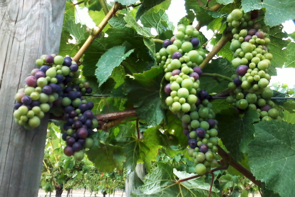 veraison.jpg